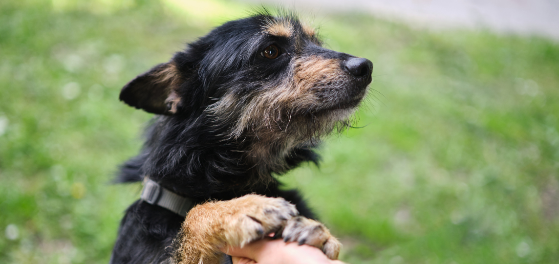 StreetLink partners with StreetVet and Street Paws to better support individuals sleeping rough and their pets